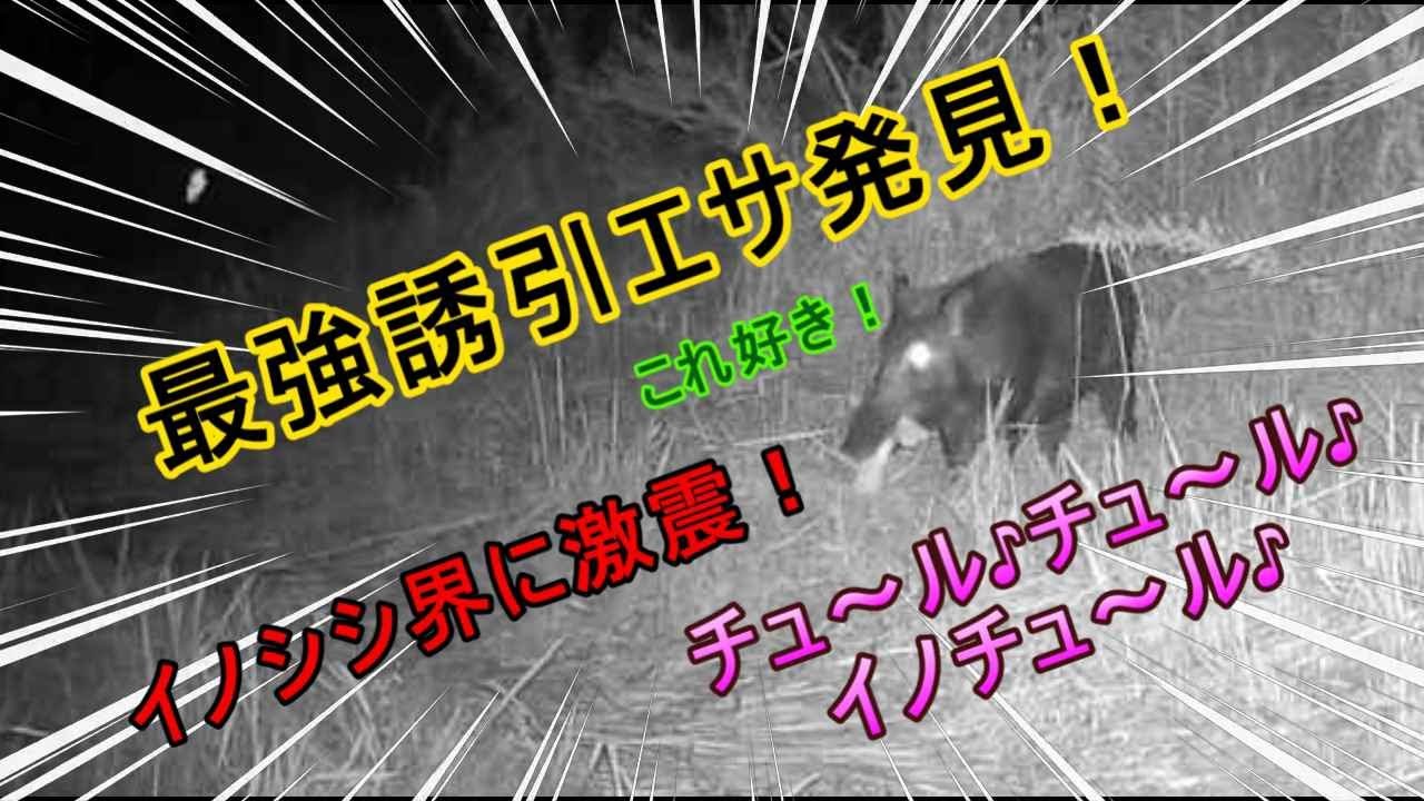 #19【有害駆除期間】最強の誘引エサ発見！チュ～ル♪チュ～ル♪イノチュ～ル♪チュ～ル♪チュ～ル♪イノチュ～ル～♪