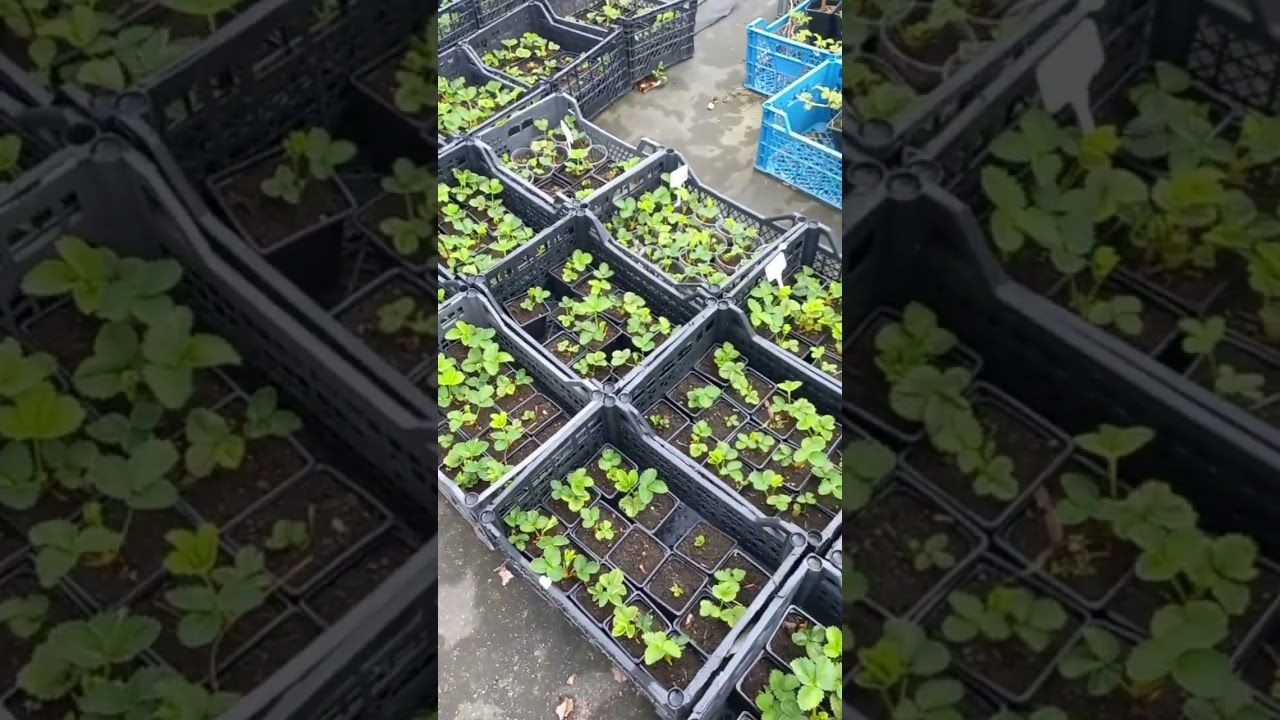 Самый сладкий сорт клубники 😓😓😓