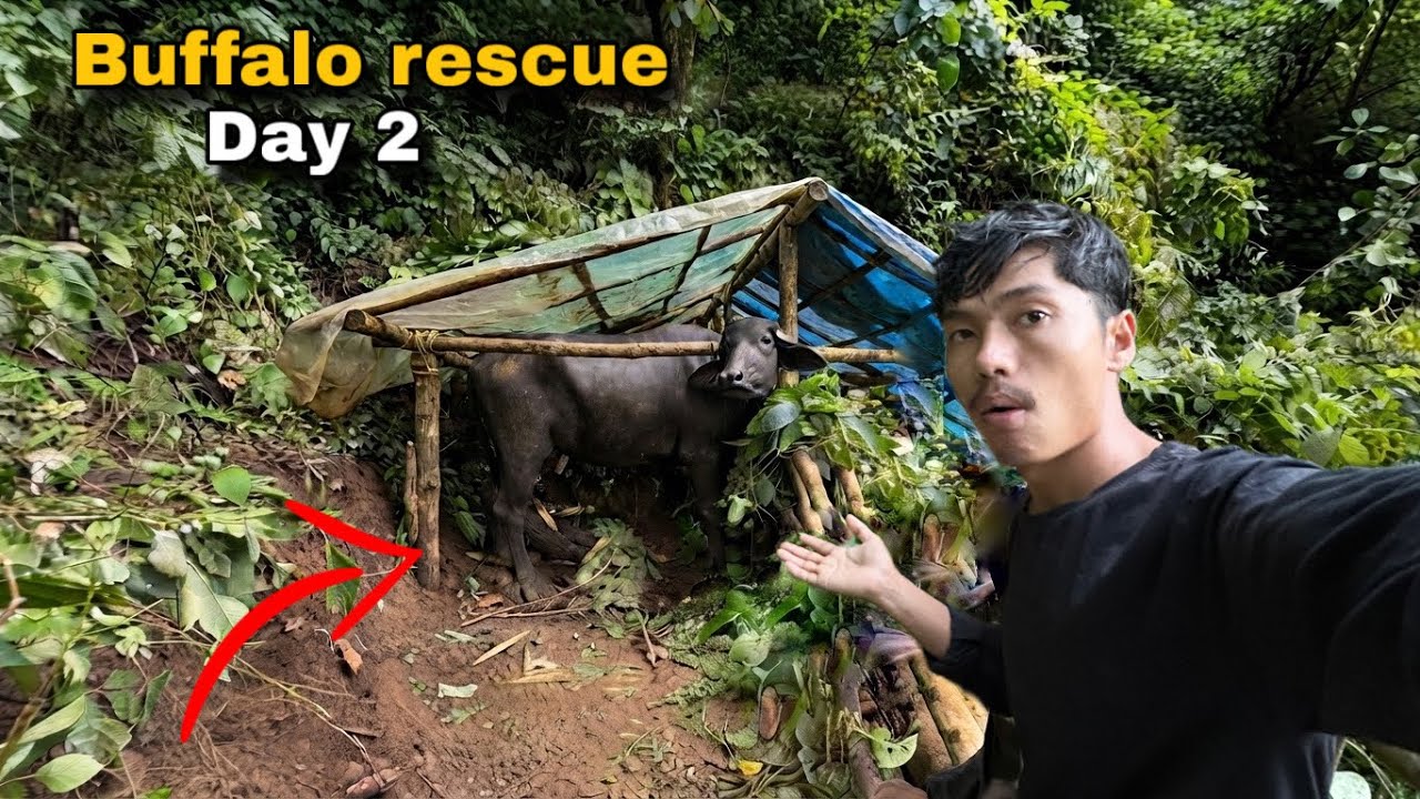 Buffalo Rescue Day 2: उद्धार गरिएको भैंसीको दोस्रो दिन जंगलमा!🌿