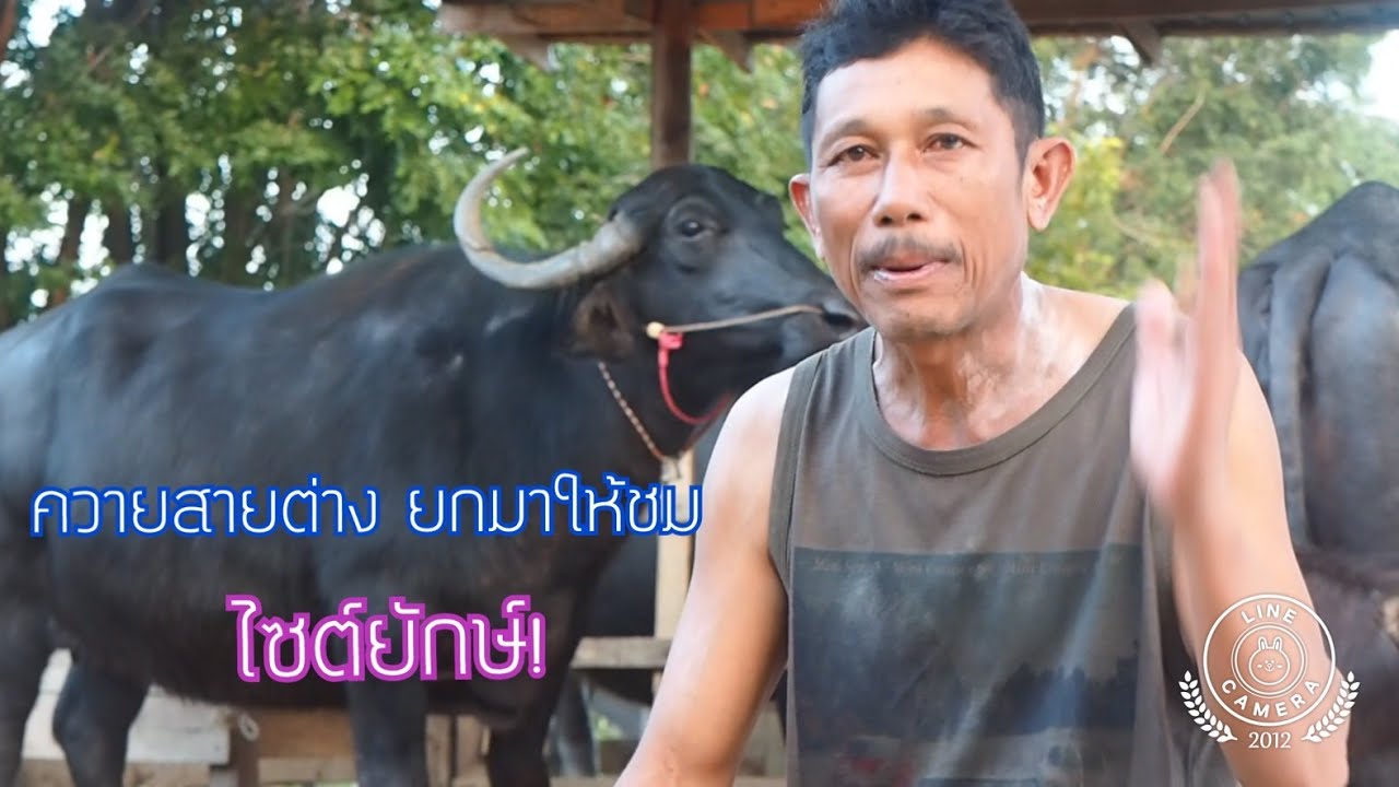 ควายสายต่าง รวมแม่พันธุ์สายต่าง ไซต์ยักษ์ที่ยังไม่เคยลงที่ไหนมาก่อน เอามาให้ชมครับ (กาหลงฟาร์ม)