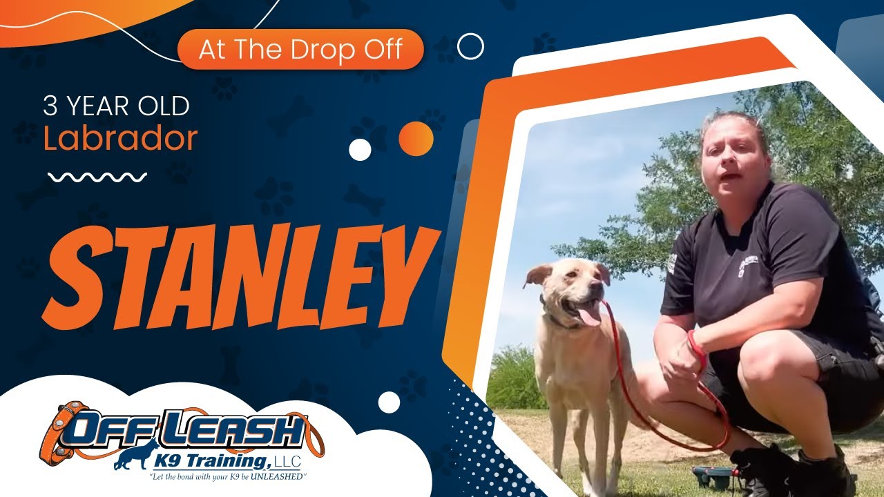 3 yo Labrador Stanley~ Best Labrador Trainers ~ Off Leash K9 Training  Phoenix