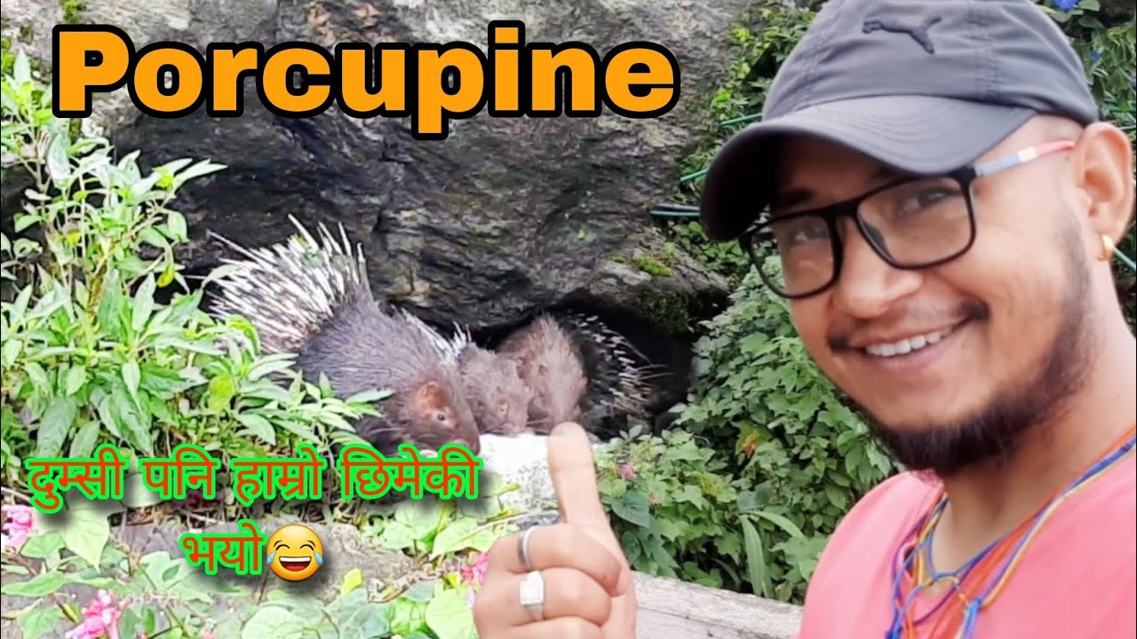 Dumsi Hamro Chhimeki Hunu Aayo😂😂 || Porcupine is in the Village
