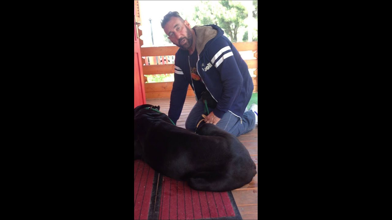 CENTRO DI PSICOLOGIA CANINA ROMA - Convincere e non costringere.