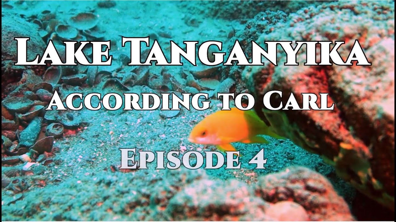 Lake Tanganyika According to Carl, episode 4