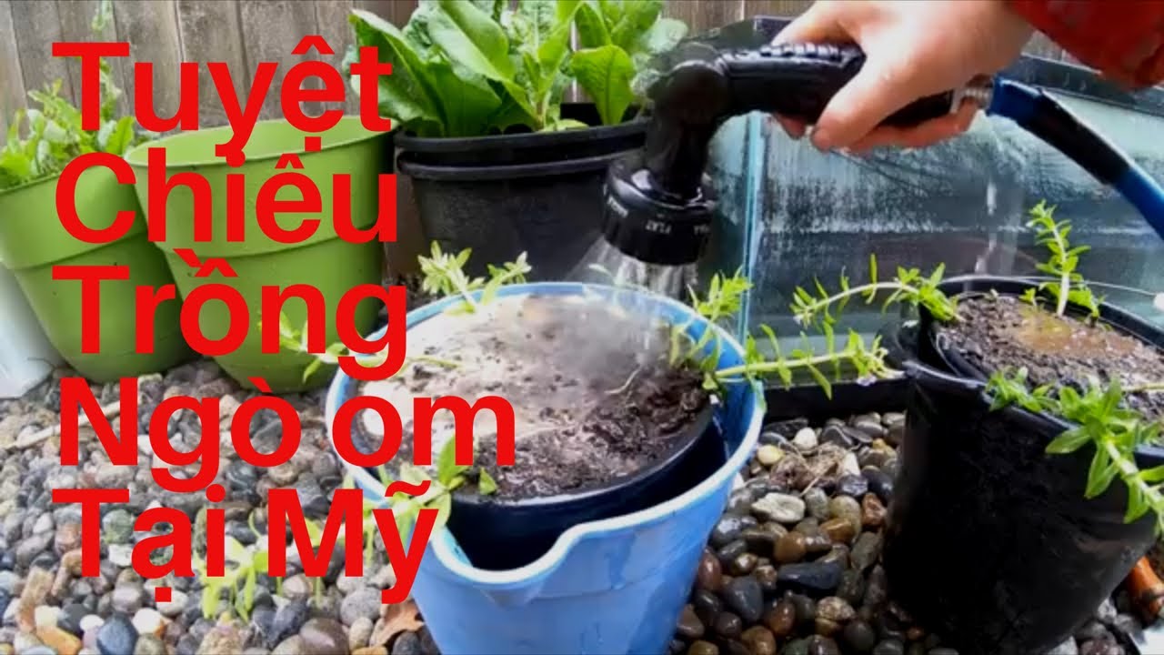Công Dụng Và Cách Trồng Rau Om Tại Mỹ