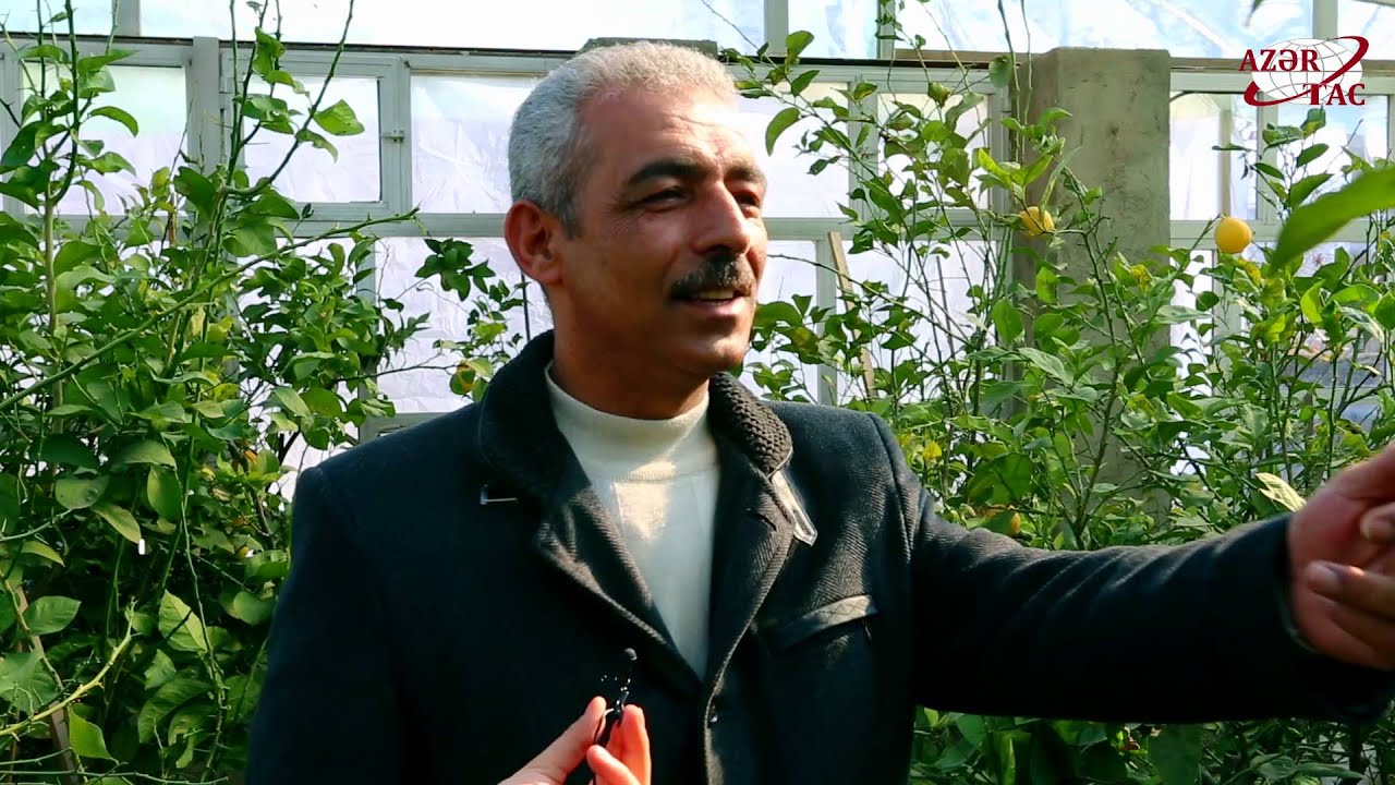 Dadlı limonu, qeyri-adi qayğanağı – Ordubaddan REPORTAJ