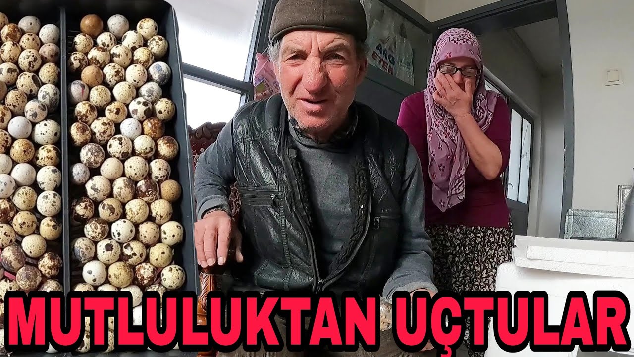 YUMURTA DOLU ANA KUCAĞI GELDİ|KULUÇKA MAKİNASI ÇIKAMA HAZIR|ANAM BABAM MUTLU