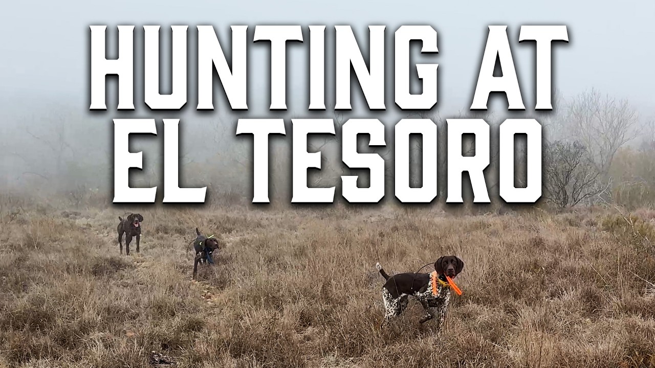 222. 20 стай за 3 дня… Эти молодые охотничьи собаки появились