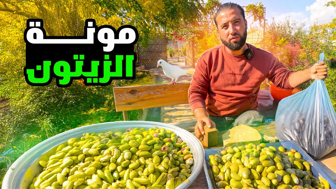 كيف خزنت زيتون الشتاء المكسر بسوريا فقط بــ10$ #موسم_الزيتون