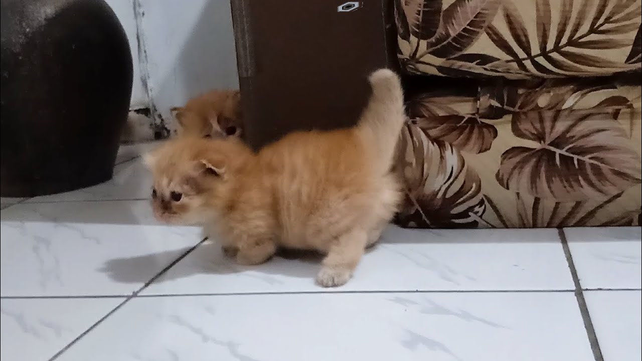 活発な子猫