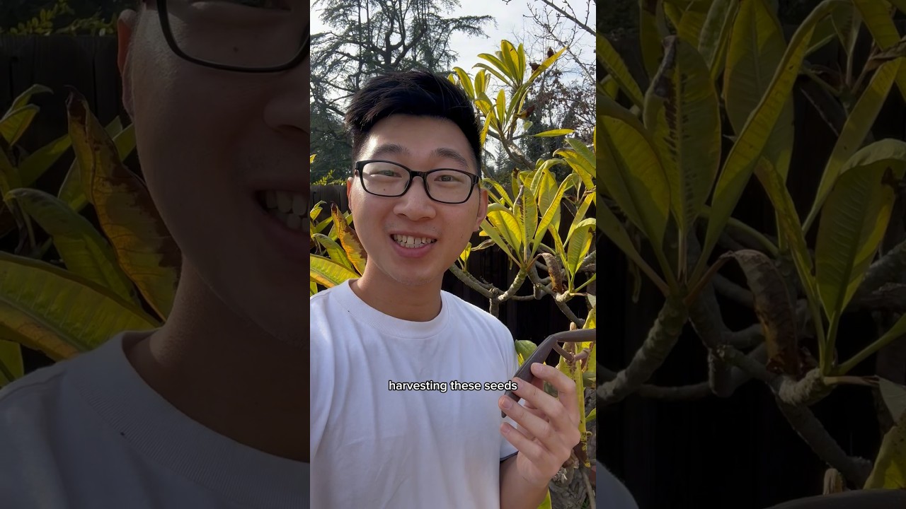 I found a SEED POD on my 10 year old Plumeria! Is it ready to harvest? #plumeria