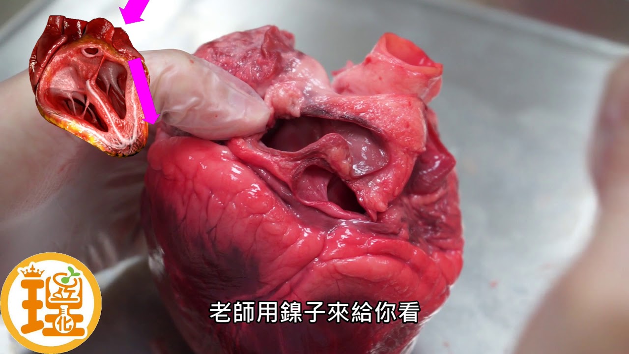 心臟運作原理及解剖(2)