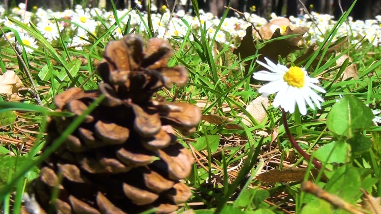 Tv Tera Bitola   Boite na proletta niz Bitola 27 03 2026