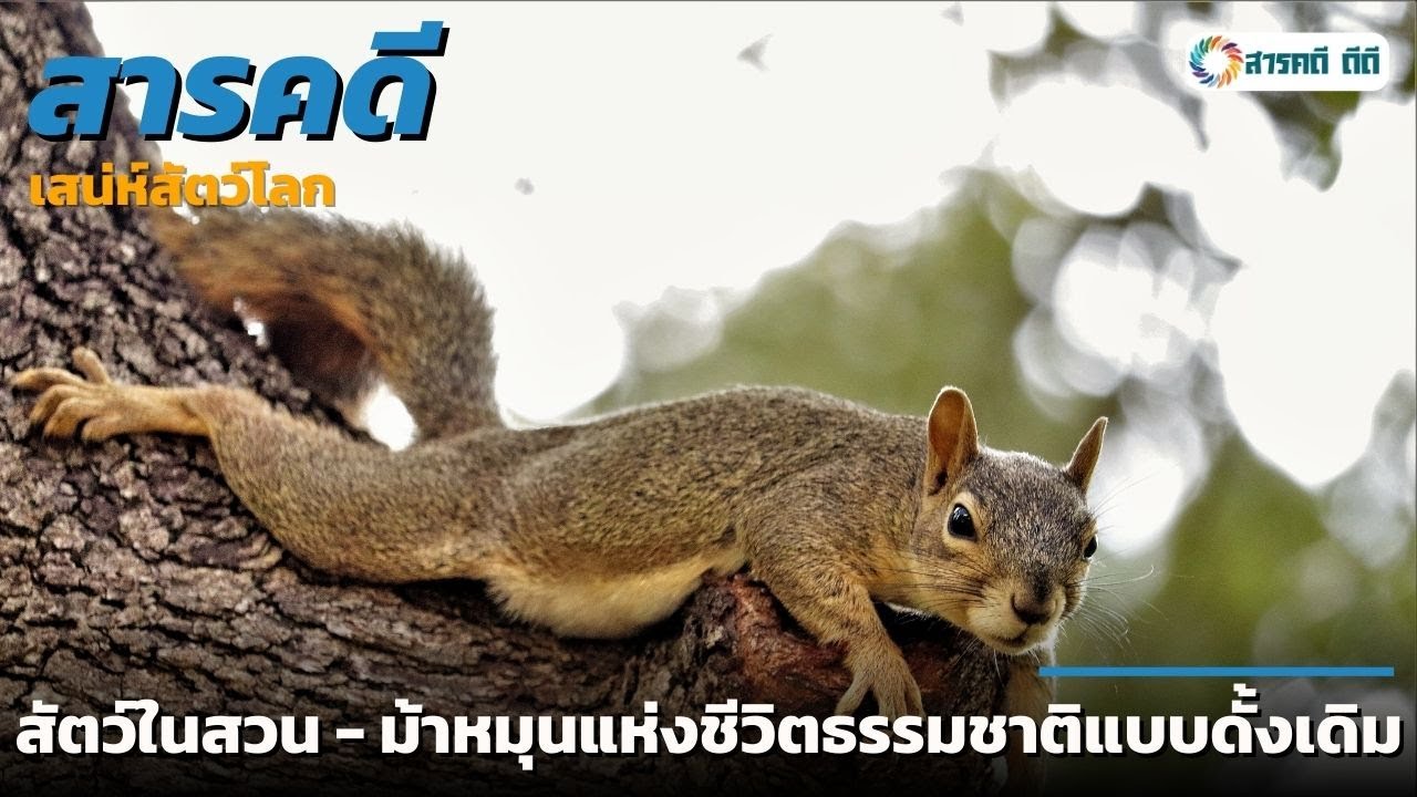 สารคดีเสน่ห์สัตว์โลก : สัตว์ในสวน - ม้าหมุนแห่งชีวิตธรรมชาติแบบดั้งเดิม