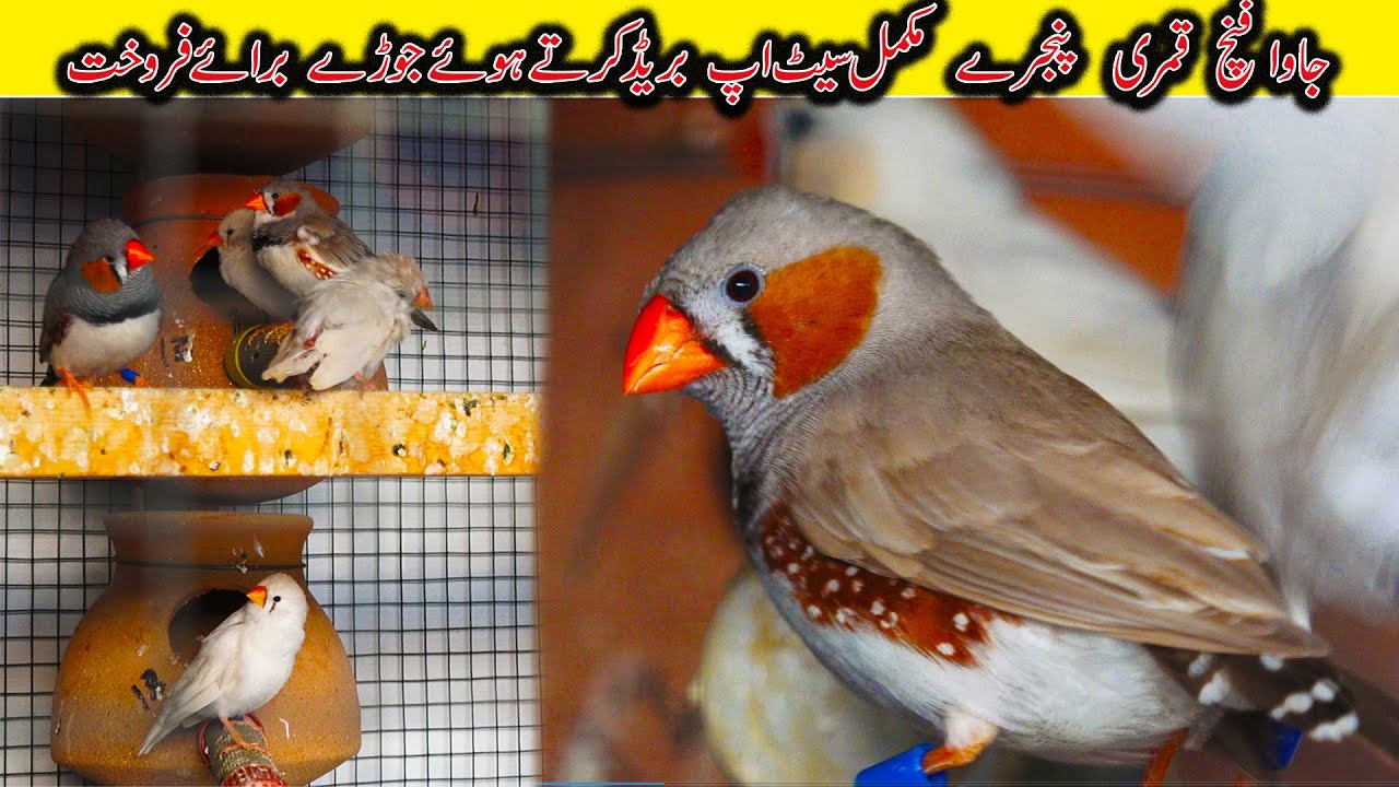 Exotic Finch Java and Spotted Dove Setup Karachi 2021 | Jamshed Asmi Informative Channel |Urdu/Hindi