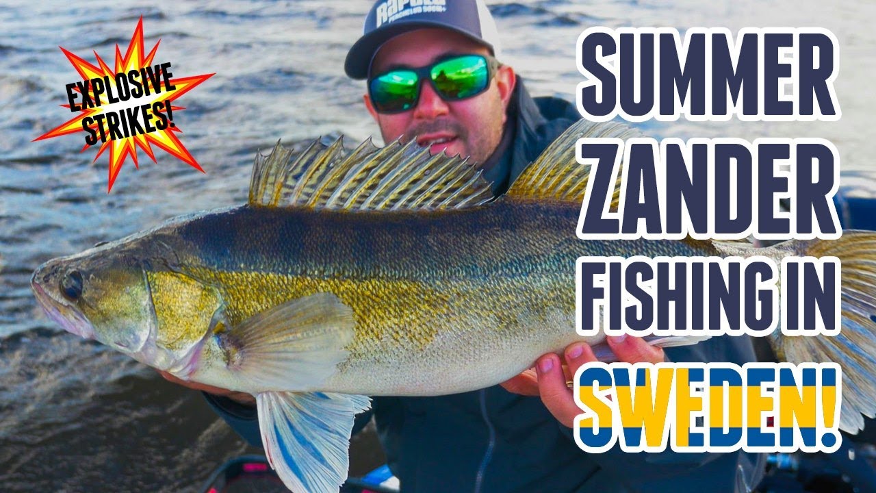 Summer Zander fishing in Sweden