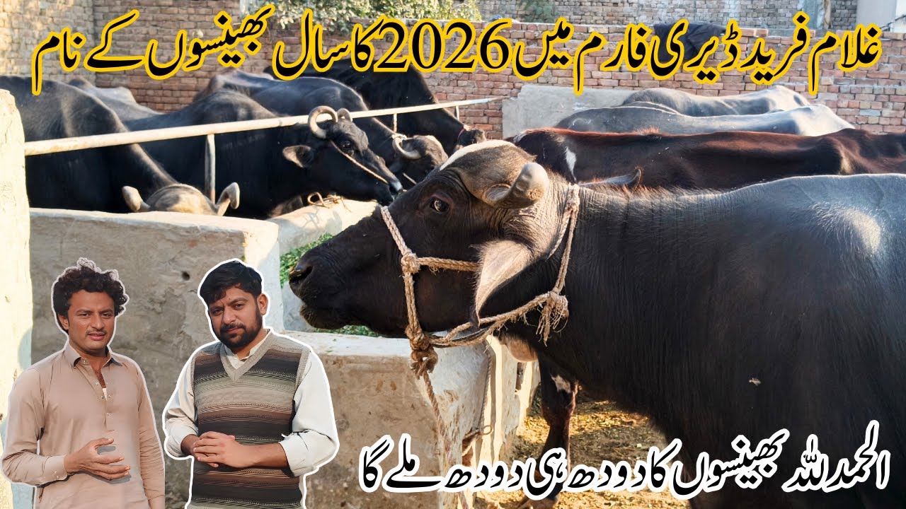 Ghulam Fareed Dairy Farm | Behtreen Nasal Ki Bhainsen | Complete Guide Of Dairy Farming In 2026