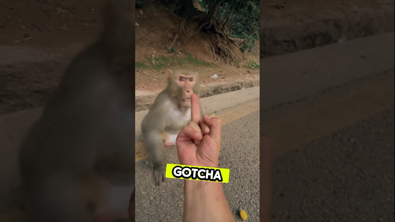 Cheeky Monkey Messes Around&mdash;Gets the Middle Finger as Payback! #funny #fun #funnyvideo