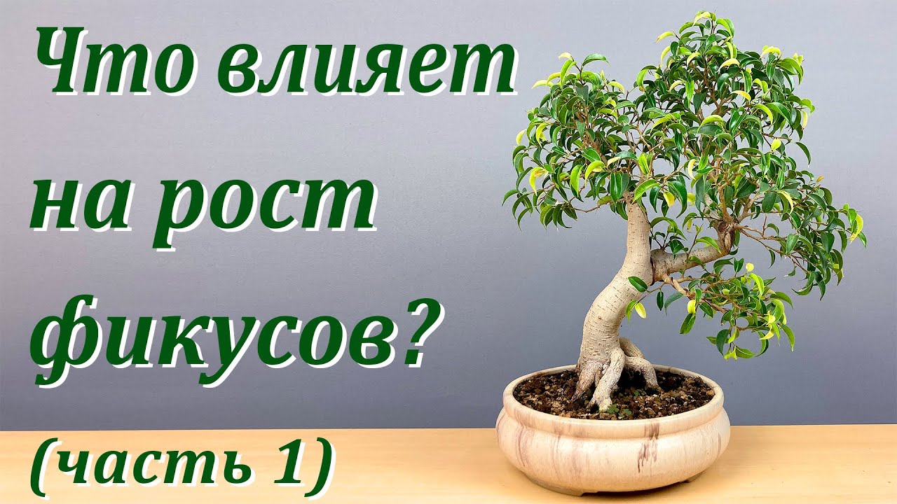 Что влияет на рост фикусов? Часть 1.