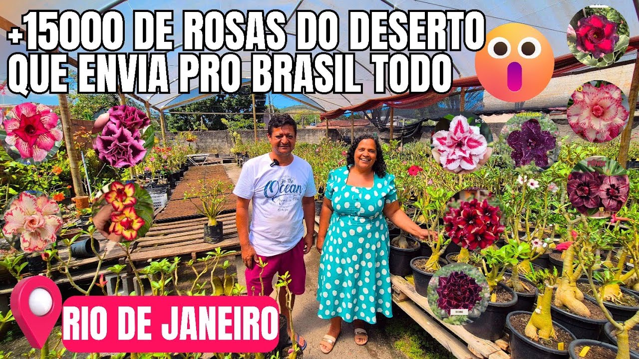 + DE 15000 ROSAS DO DESERTO: DICAS DE CULTIVO DE ROSAS DO DESERTO | COMO FAZER SUBSTRATOS PARA ROSAS