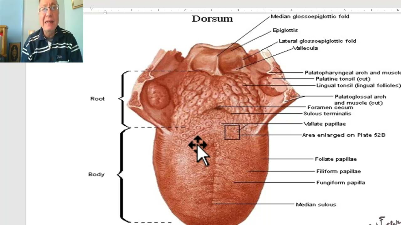 Anatomy of head and neck module in Arabic 90 (Tongue) , by Dr. Wahdan