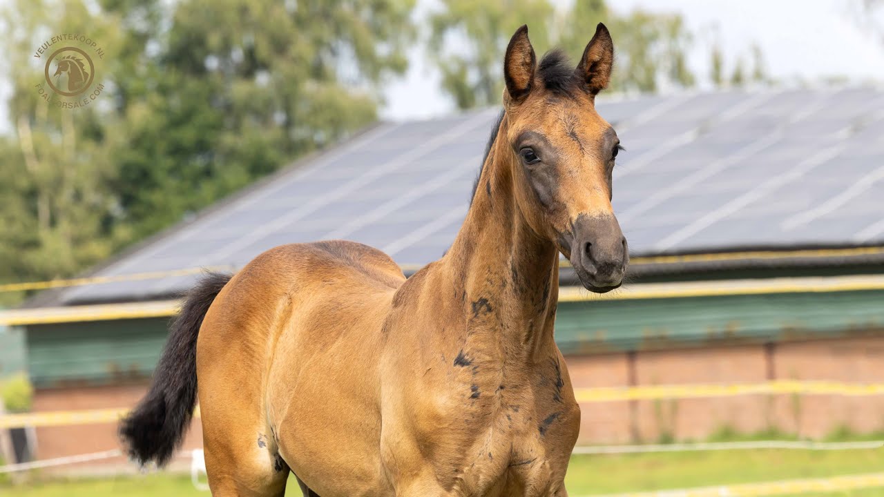 SOLD: Stallion 2025 - Chaboulino PS x Untouchable x Gran Corrado