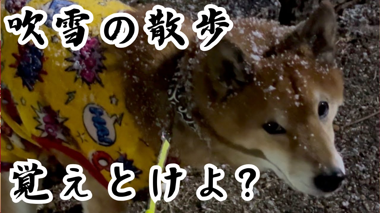 【激闘】最強寒波の日のお散歩が大変過ぎた