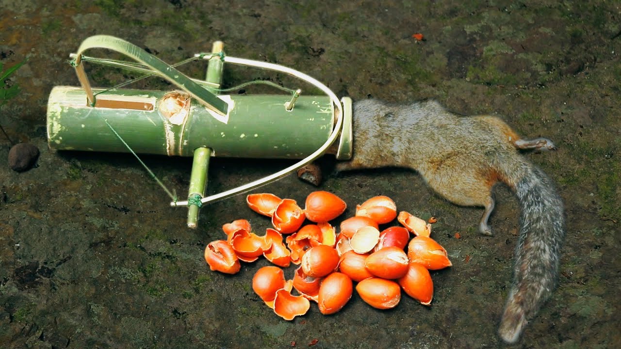 create bamboo rat trap nice rat foods