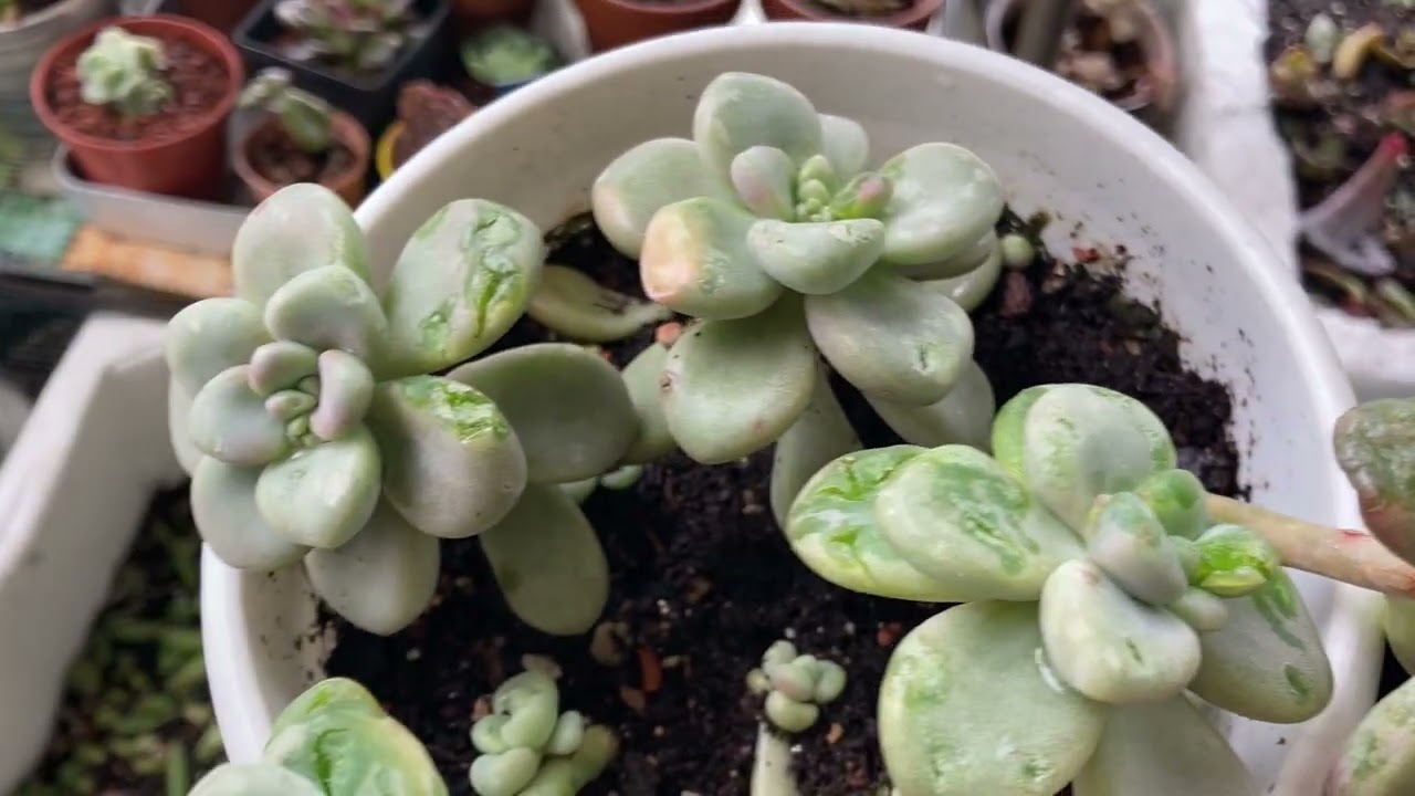 Dolu Sonrası Sukulentler😢 #sukulent #succulent #sukulentbakimi #afet #dolu 