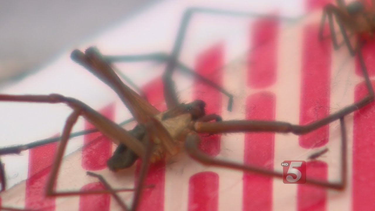 Brown Recluse Spiders A Problem For Many Homeowners