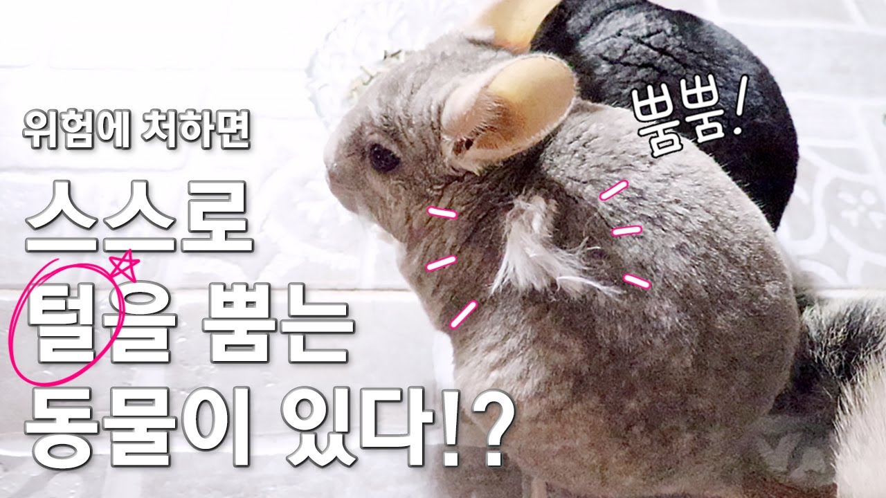 Q: 친칠라 털 많이 빠지나요?  A: 🙃