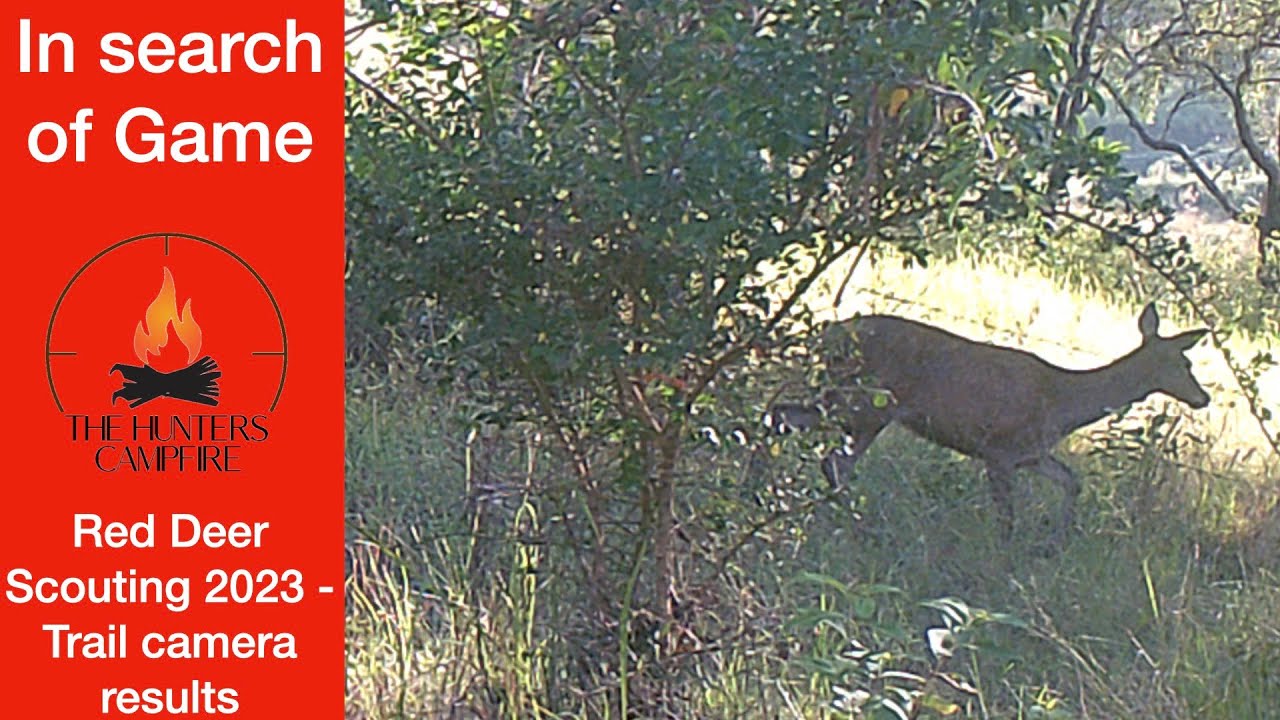 HCTV - In Search of Game 2023: Red Deer Scouting - Trail camera results