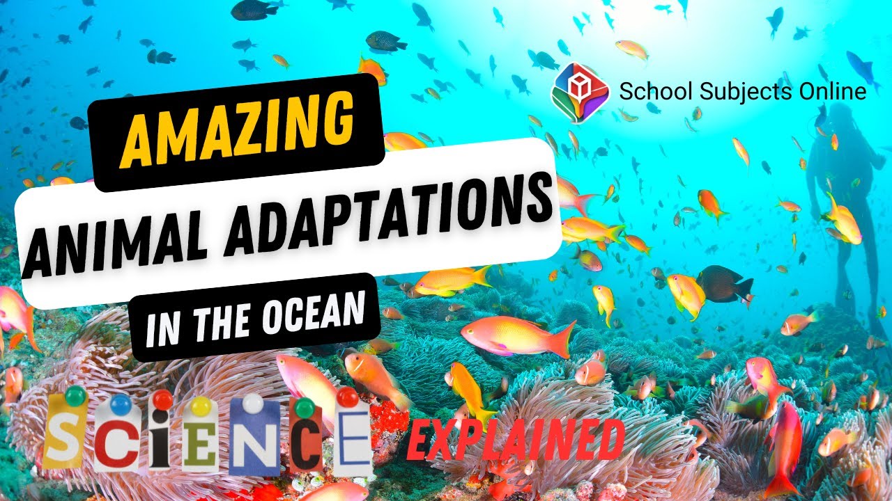 Amazing Animal Adaptations in the Ocean