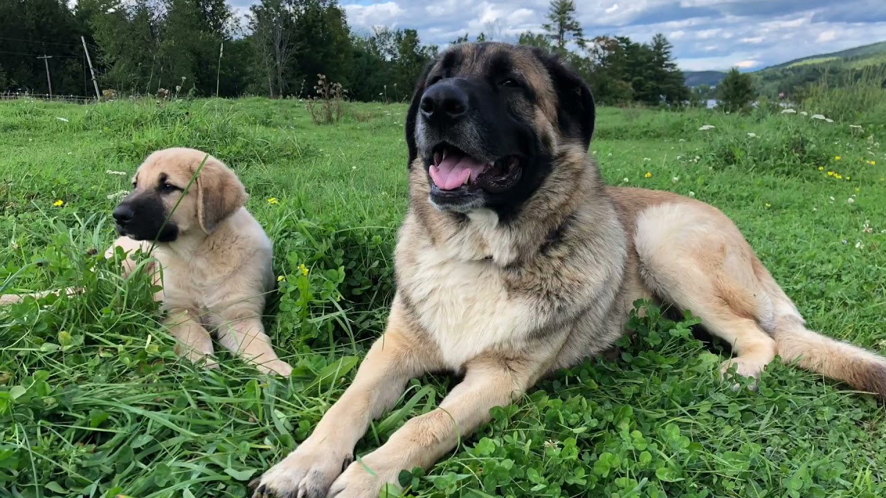 Lakeside Farm Anatolian-Shepherd Puppies Week 10