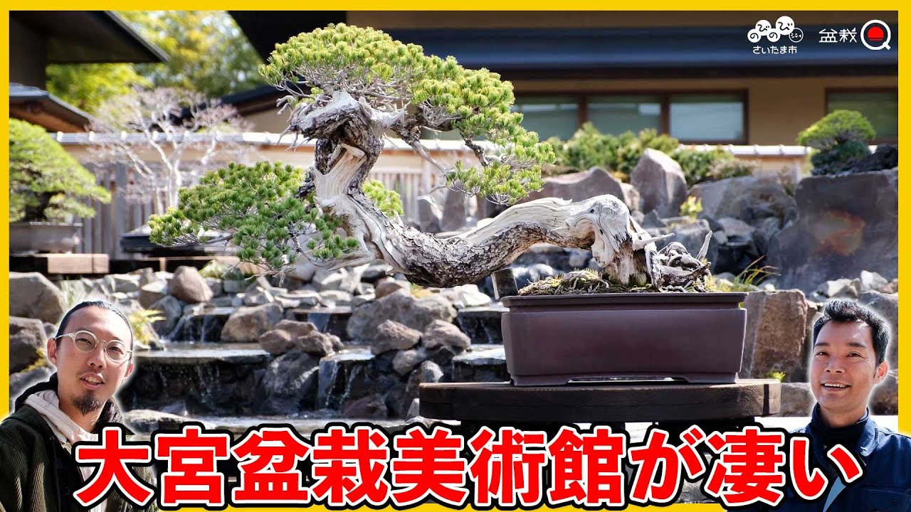 銘木だらけ！大宮盆栽美術館がリニューアルオープン【盆栽Q】