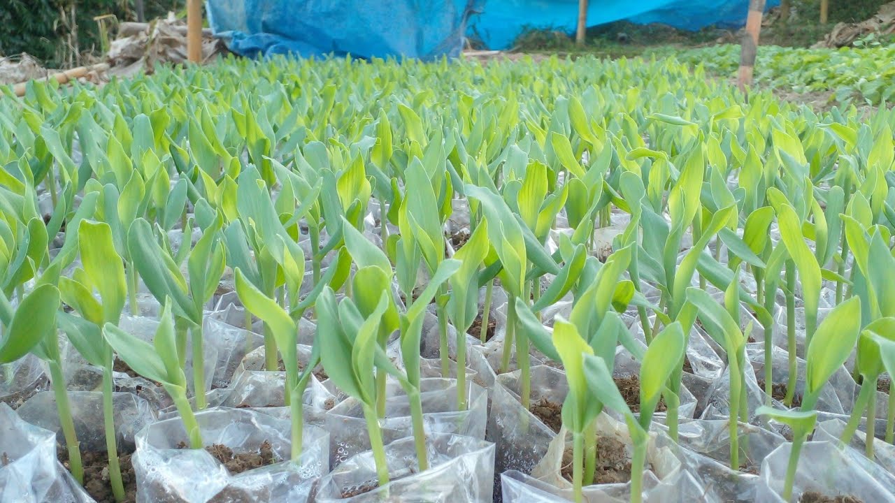Korean vaimim nusery leh phun sawn//korean corn nusery and transplant