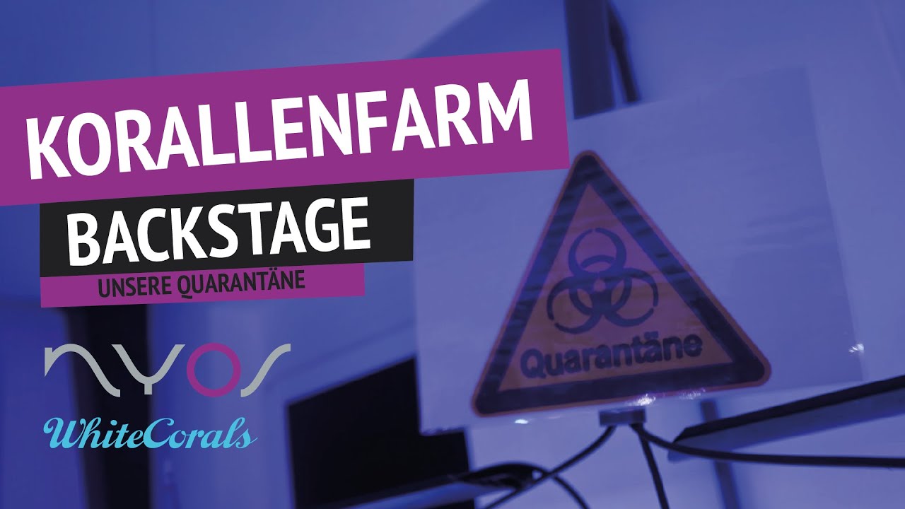 Turbellarien in unserem Quarantänebecken ?!?!?