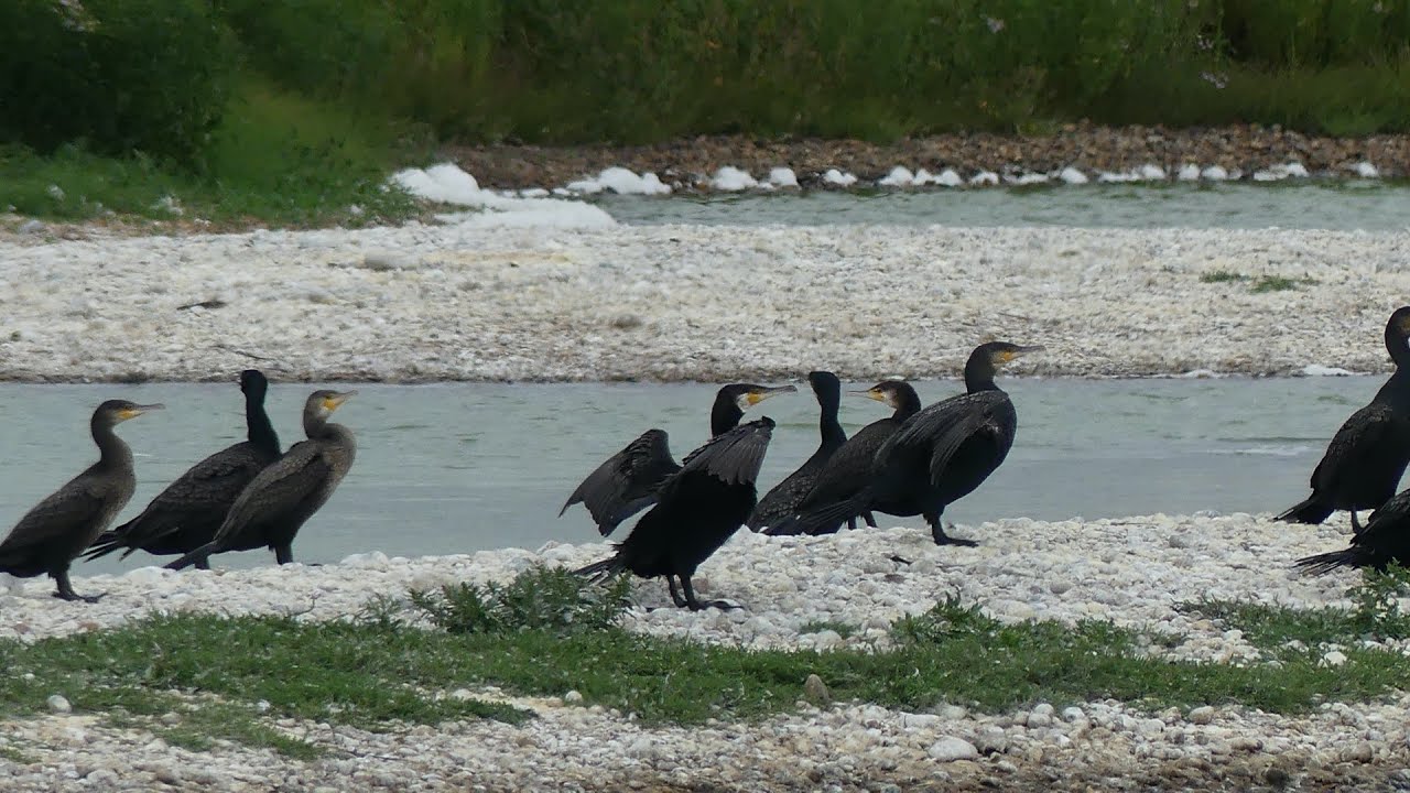 The Pecking Order - Rye Harbour Reserve