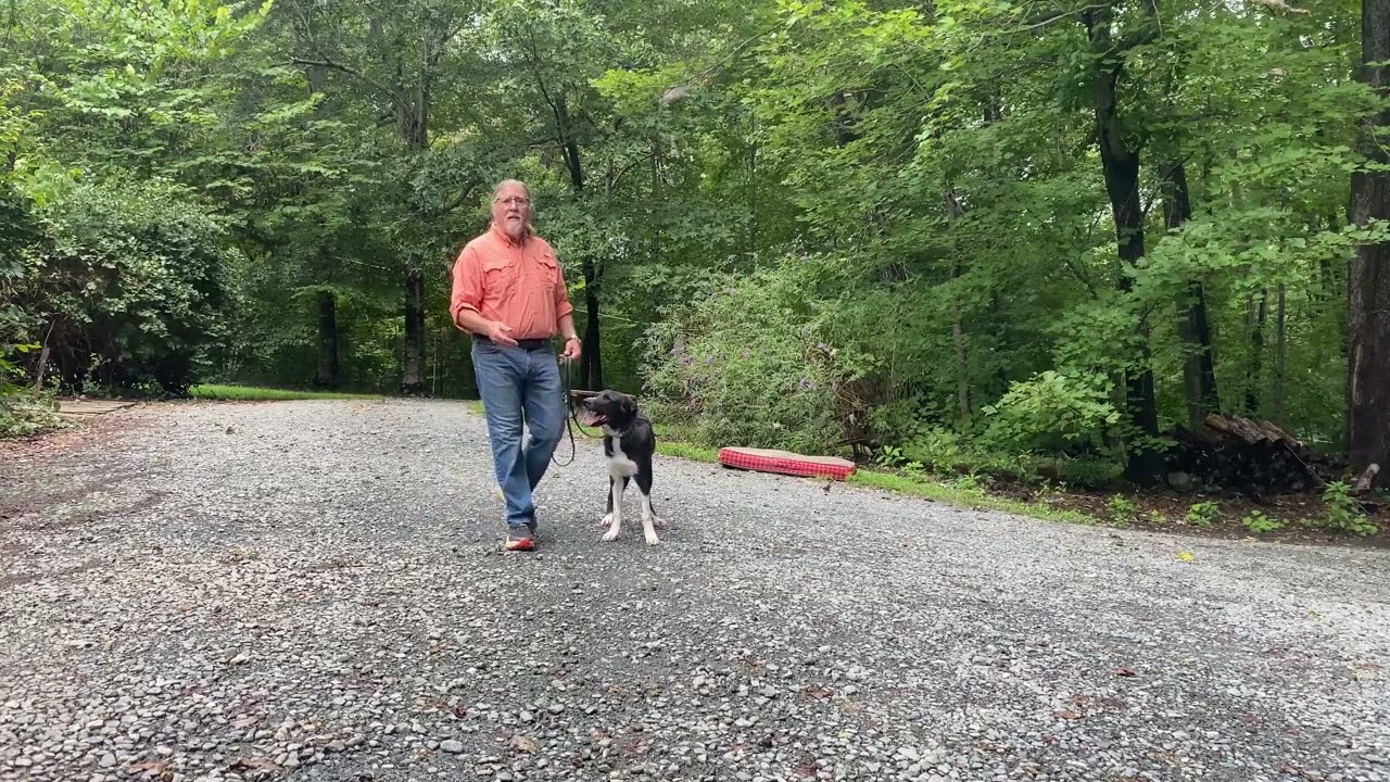 Great Pyrenees Cross Puppy Training Durham NC