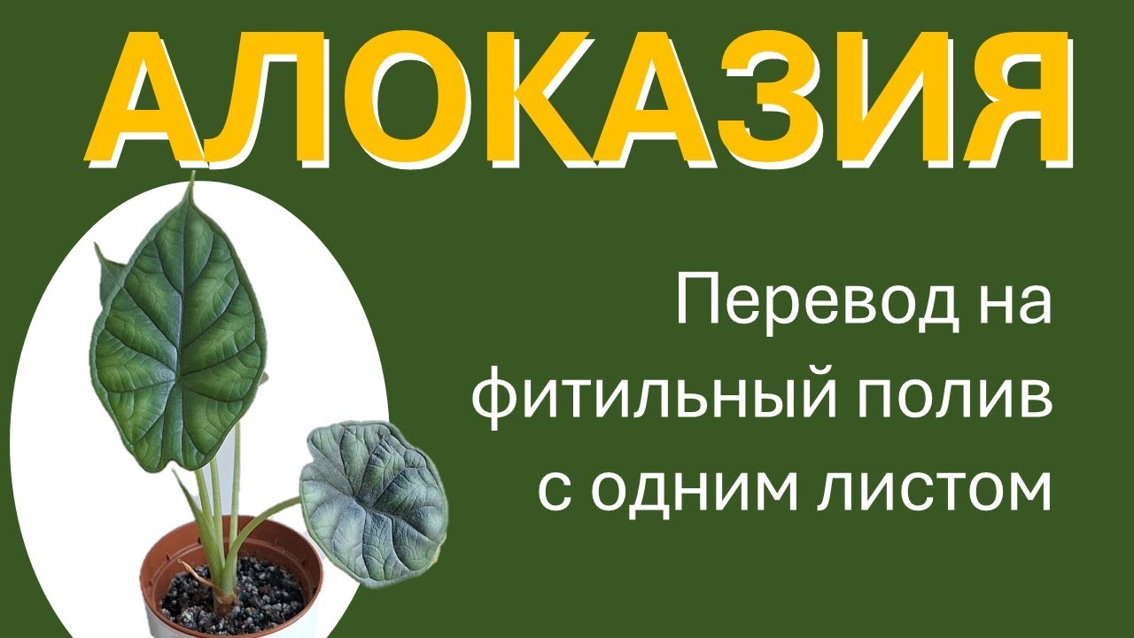 АЛОКАЗИЯ перевод на фитильный полив при отсутствии листьев