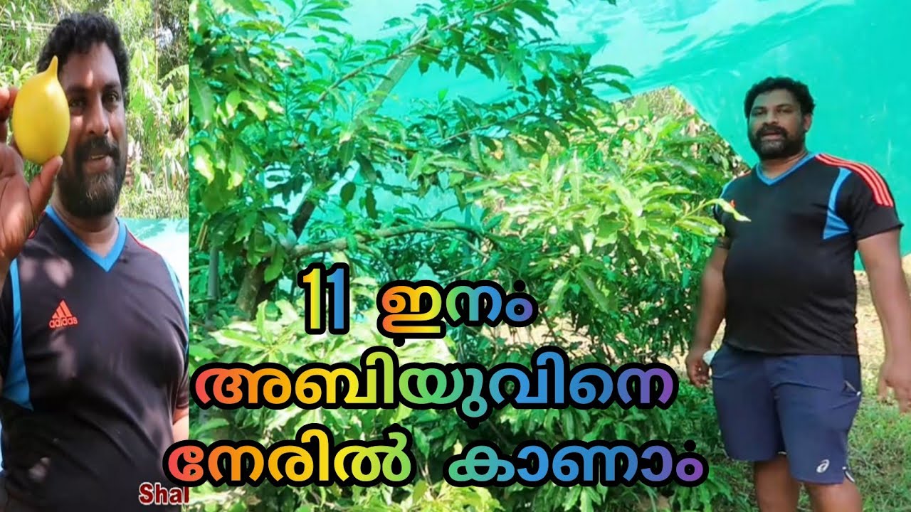 Exotic fruit-വിവിധതരം അബിയുപഴങ്ങൾ