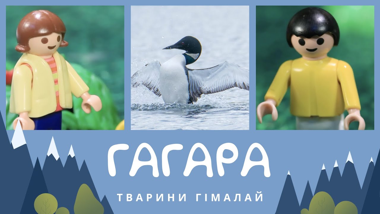 Гагара. Тварини Гімалаїв | КоМарко