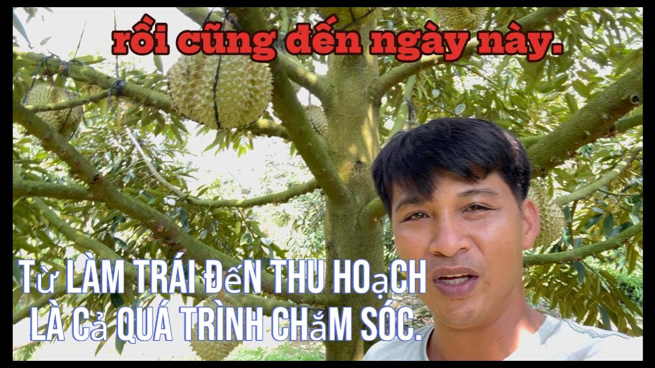 Nổi Lo Hàng Tháng Cũng Được Thành Qủa Đẹp Cho Bà Con Nhà Vườn#lamvanthua official#