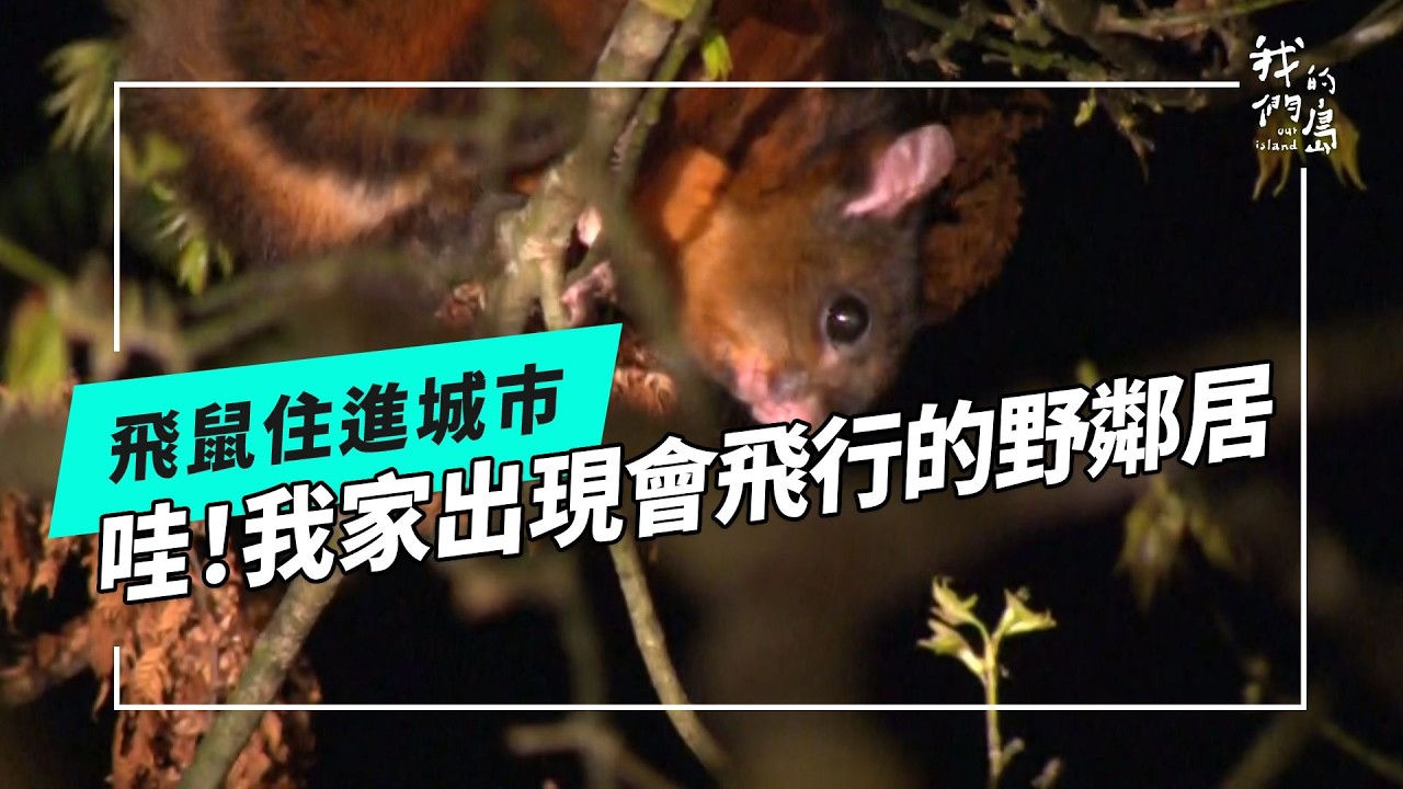 守護城市飛鼠｜從台中霧峰到台北校園的鼯鼠鄰居(公視我們的島 第1349集 2026-03-16)