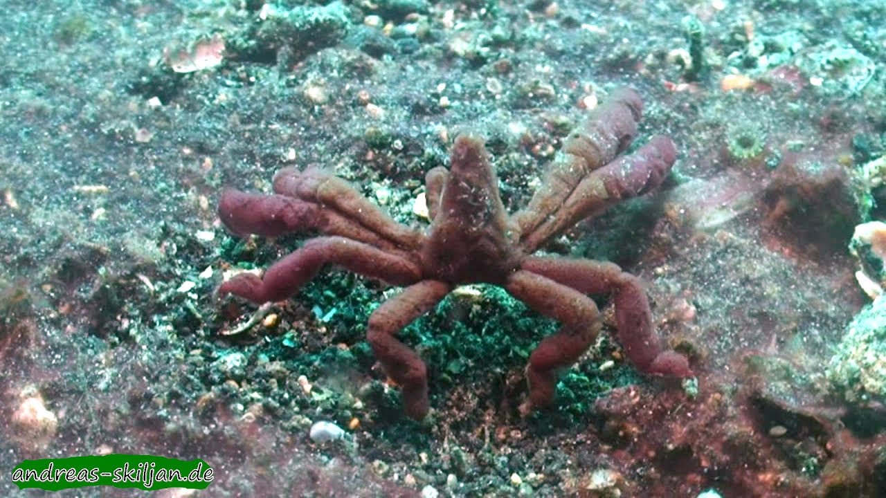 Diving Sulawesi, Lembeh Strait