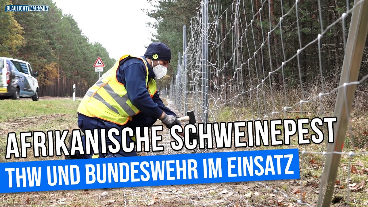 THW und Bundeswehr im Einsatz gegen die Schweinepest