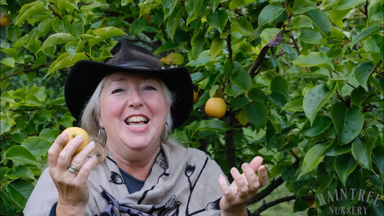 One of the best asian pears? Yoinashi Asian Pear!
