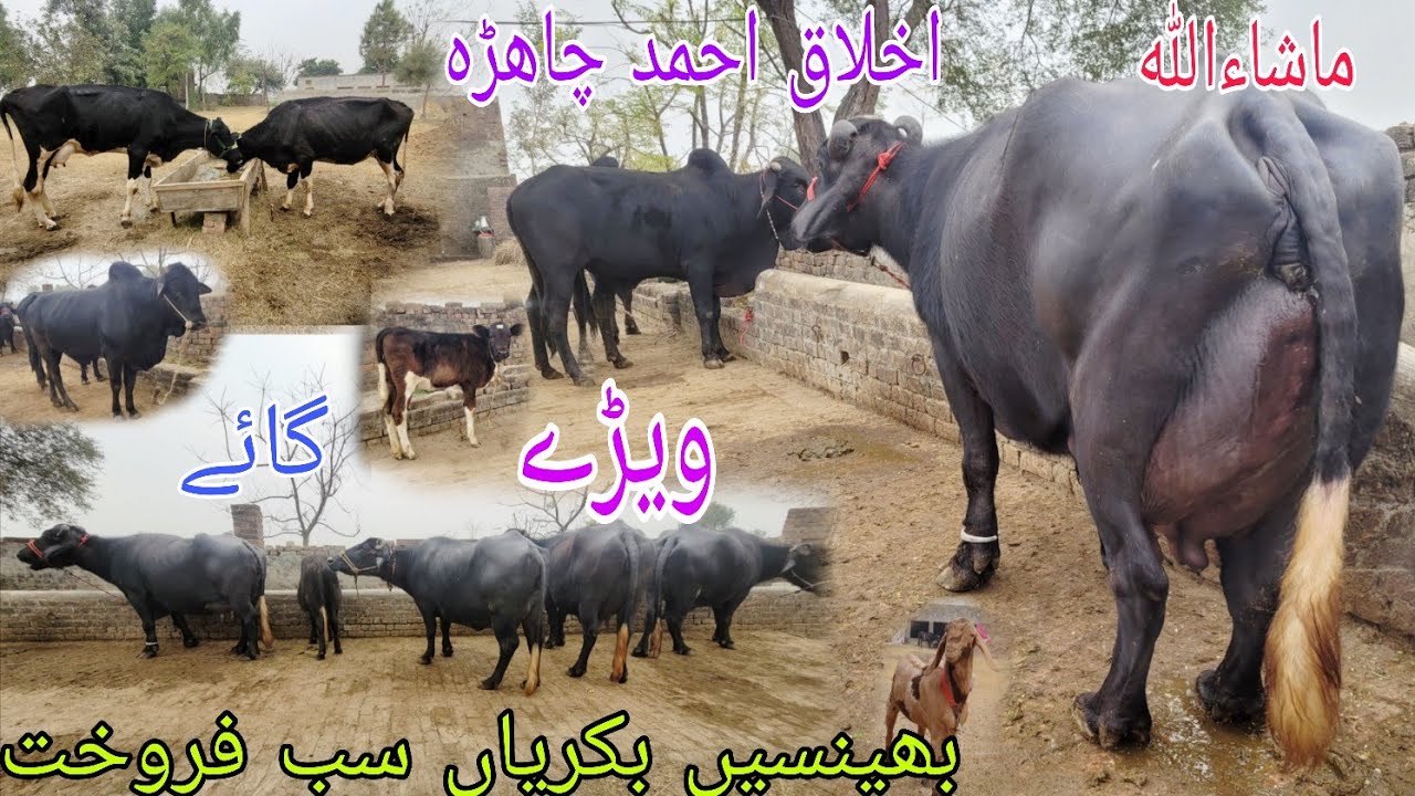 ماشاءاللہ اخلاق احمد چاھڑہ کی 4 خوبصورت بھینسیں 3 گائے2وچھے بکری اور پارو برائےفروخت 13 دسمبر 2025 