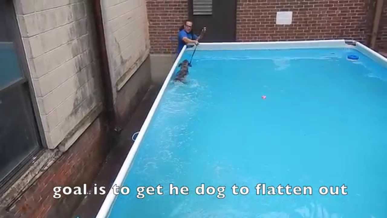 Dog Swimming How To Do It yourself Dog Training