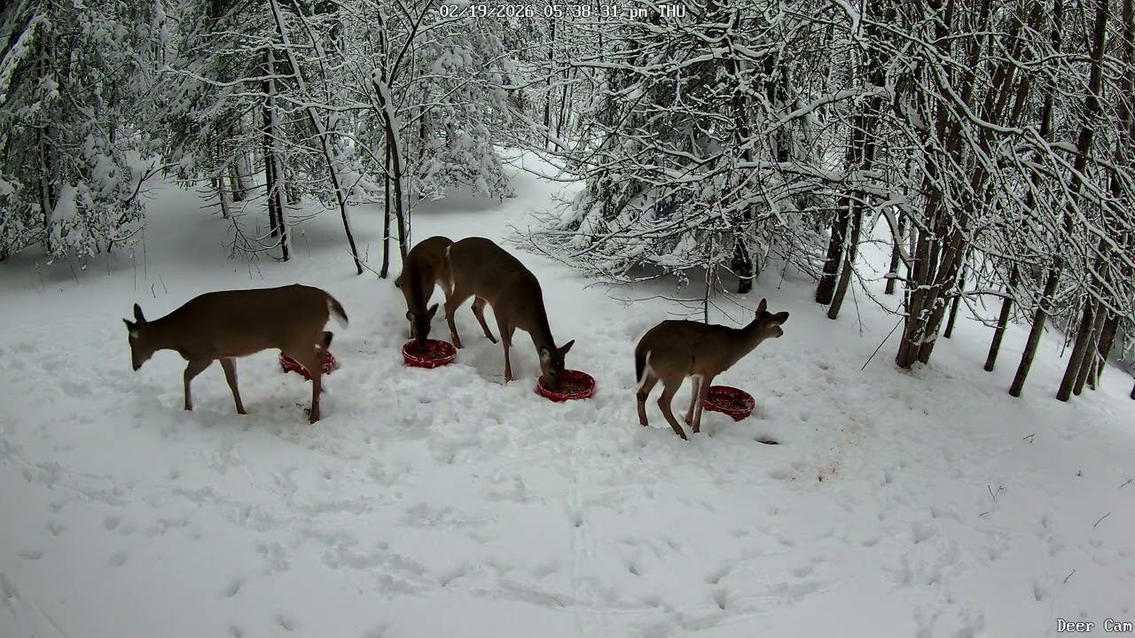 Deer 2-19-2026 5:29 PM